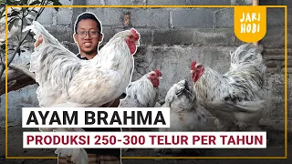 AYAM BRAHMA PRODUKTIF MENGHASILKAN 250-300 BUTIR TELUR PER TAHUN