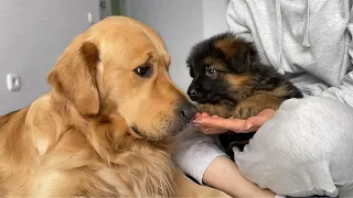 Golden Retriever and German Shepherd Puppy Become Best Friends From Day One