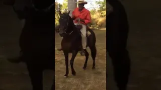 Cavalo bom de rédia