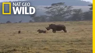 Rhino Mom Teaches Hungry Hyenas Not to Mess With Her Calf | Nat Geo Wild