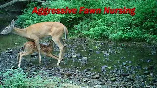 Fawn Nursing (Aggressive)