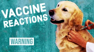 Vaccine Reactions in Dogs