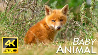 Baby Cute Animals -Relaxing Music That Heals Stress, Anxiety and Depressive Conditions