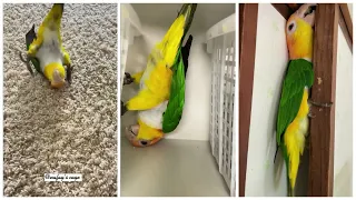 Meet Leo, The Most Funny Bird On Internet | Funny Birds Compilation 2022