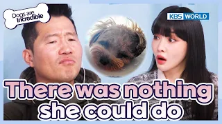 There was nothing she could be🥲 [Dogs Are Incredible : EP.214-1] | KBS WORLD TV 240409