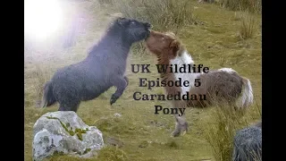 UK Wildlife : Carneddau Pony Episode 5