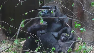 Gorilla Troop Reunites