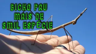 BICHO PAU MAIS DE 3MIL ESPÉCIE- Curiosidade