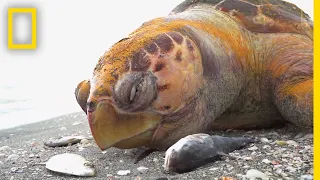 See The Red Tide That Is Devastating Florida's Sea Life | National Geographic