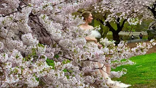 Walking Tour of Cherry Blossom Trees Central Park NYC