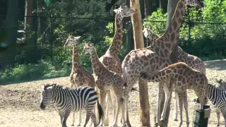 Burgers Zoo - Dierentuin Burgers Zoo