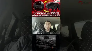 Огромный волк добыт! Охота с Магомедом в Дагестане