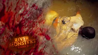 Goliath Tigerfish Latches Onto Man's Throat | HORROR STORY | River Monsters