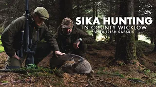 Hunting Sika in County Wicklow