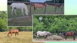 Beautiful 🐎 horses & 🐦 bird calls