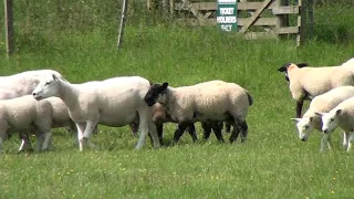 Suffolk Sheep Society Promotion - Fast from Grass