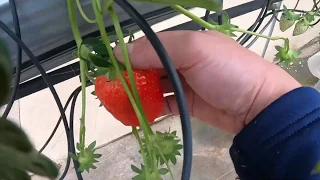 Strawberry Picking イチゴ狩り