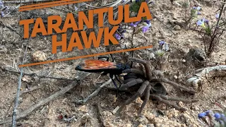 Tarantula Hawk