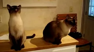 Singing Siamese Cats