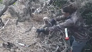 Bald Canyon Eaglet Rescue🦅Not All Heroes Wear Capes, But Some Carry Ladders🪜2024-05-02