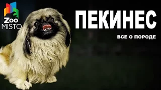 Пекинес - Все о породе собаки | Собака породы - Пекинес