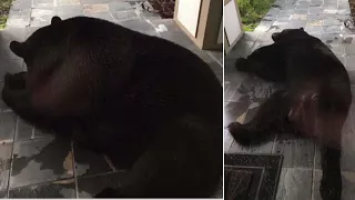 Man Finds Huge Black Bear Sleeping On His Front Porch