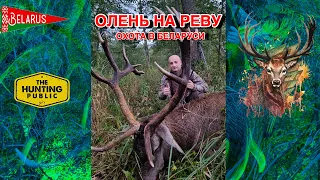 Охота на оленя! Олень на реву! Национальный парк Припятский,  олень на реву!