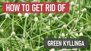 How to Get Rid of Green Kyllinga [Weed Management]