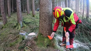 Fendt bleibt stecken; Holz rücken; Brennholz fällen; Stihl 261er und 400er, Panne beim fällen :-)