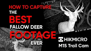 How to Capture the Best Fallow Deer Footage Ever - HikMicro M15 Trail Camera