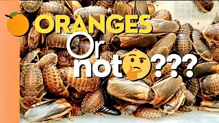 Dubia Breeder Experiment #1: Do Oranges 🍊 really make prolific breeders or is it a myth?🤔 Watch 2 C