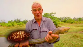 Catching A Swamp Eel | EEL | River Monsters