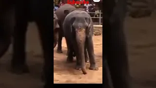 circus elephant#animals #shorts #viral