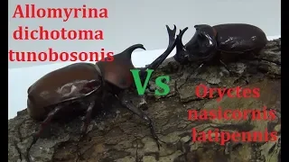 Битва жуков: Allomyrina dichotoma tunobosonis против Oryctes nasicornis latipennis