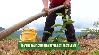 Agricultura al Día -  ¿Cómo sembrar guayaba correctamente?