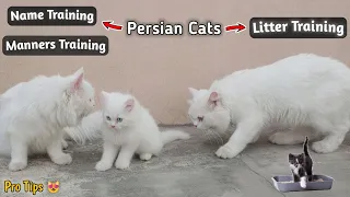 How to Train your Persian cats | All types of training | Rehan & Max