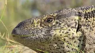 You Have Reptile Bones in Your Ears! — HHMI BioInteractive Video