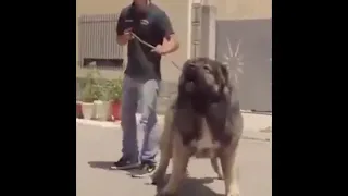 Охранная собака  Кавказская овчарка