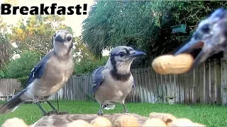 Blue Jay Breakfast Feeding Frenzy