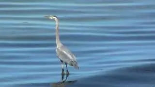 Great Blue Heron in Puget Sound at Edmonds, WA