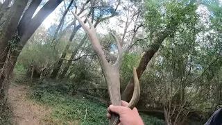 Shed Hunting Sydney's Fallow Deer While Bass Fishing Snake Infested Creeks.