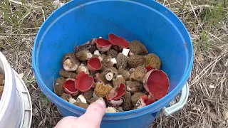 Наивкуснейшие весенние грибы.