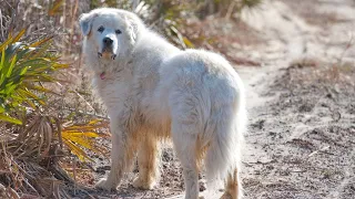 Famous Great Pyrenees in History: Remarkable Stories