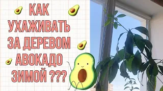 КАК УХАЖИВАТЬ ЗА АВОКАДО ЗИМОЙ?? /LUCHEK_