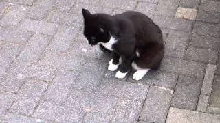 Katze kotzt im Strahl!