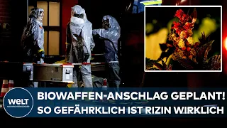 CASTROP-RAUXEL: Biowaffen-Anschlag? "Rizin ist extrem giftig – und Rizinussamen sehr weit verfügbar"