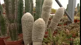 C'est pas sorcier -CACTUS : Un sujet épineux