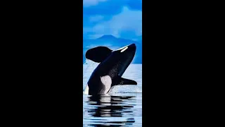 cute orca video  #shorts#explore#viral#subscribe