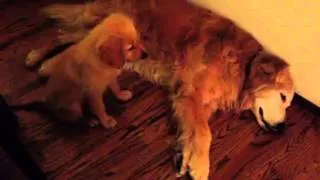 Puppy Golden Retriever Comforts Older Dog During Nightmare