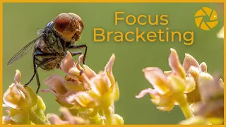 Focus Bracketing | SETTINGS and step by step EDIT. (Focus Stacking)